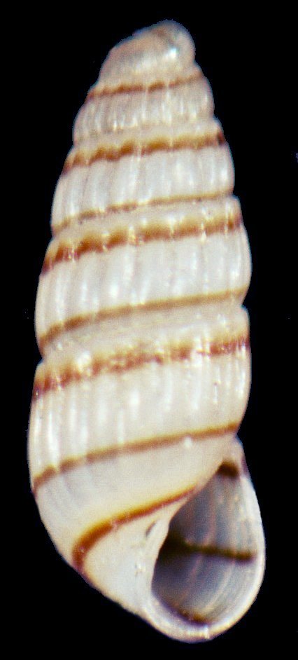 Odostomella doliolum - O. bicincta